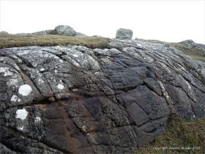 Lichens growing on granite outcrops at the coast