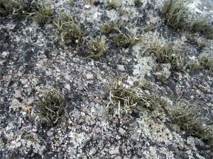 Lichens growing on granite outcrops at the coast