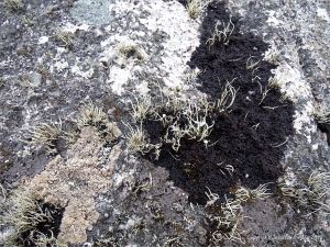 Lichens growing on granite at the coast