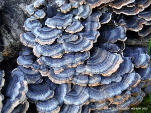 Blue striped bracket fungi on a tree stump