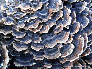 Blue striped bracket fungi on a tree stump