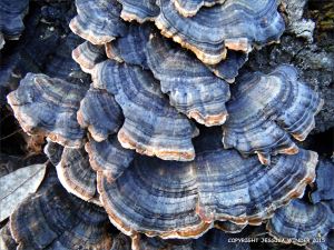 Blue striped bracket fungi on a tree stump