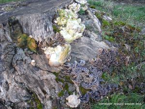 Large and small species of trametes bracket fungi on a beech tree stump