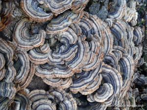 Blue striped bracket fungi on a tree stump