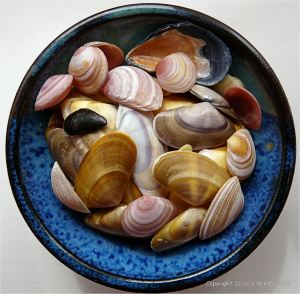 Colourful seashells in a blue bowl