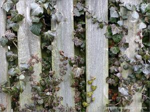 Ivy growing on a fence in February