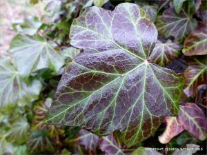 Ivy growing on a beech tree trunk in February