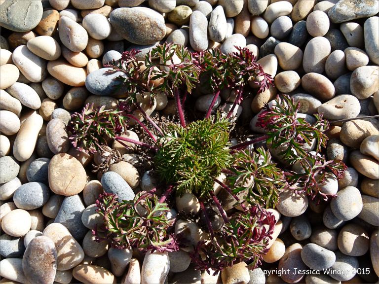 Plant growing on pebbles at Chesil Beach