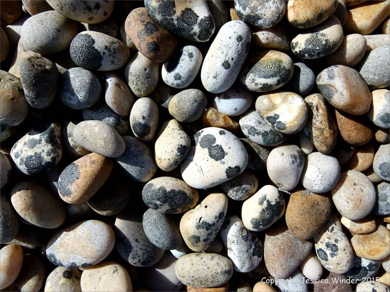 Pebbles with patches of black lichen on the Chesil Bank in Dorset
