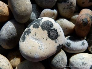 Pebbles with patches of black lichen on the Chesil Bank in Dorset