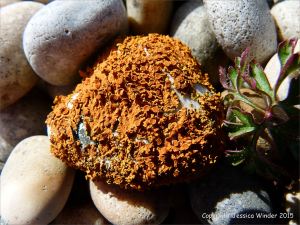 Bright orange lichen encrusting a beach pebble in a sheltered zone