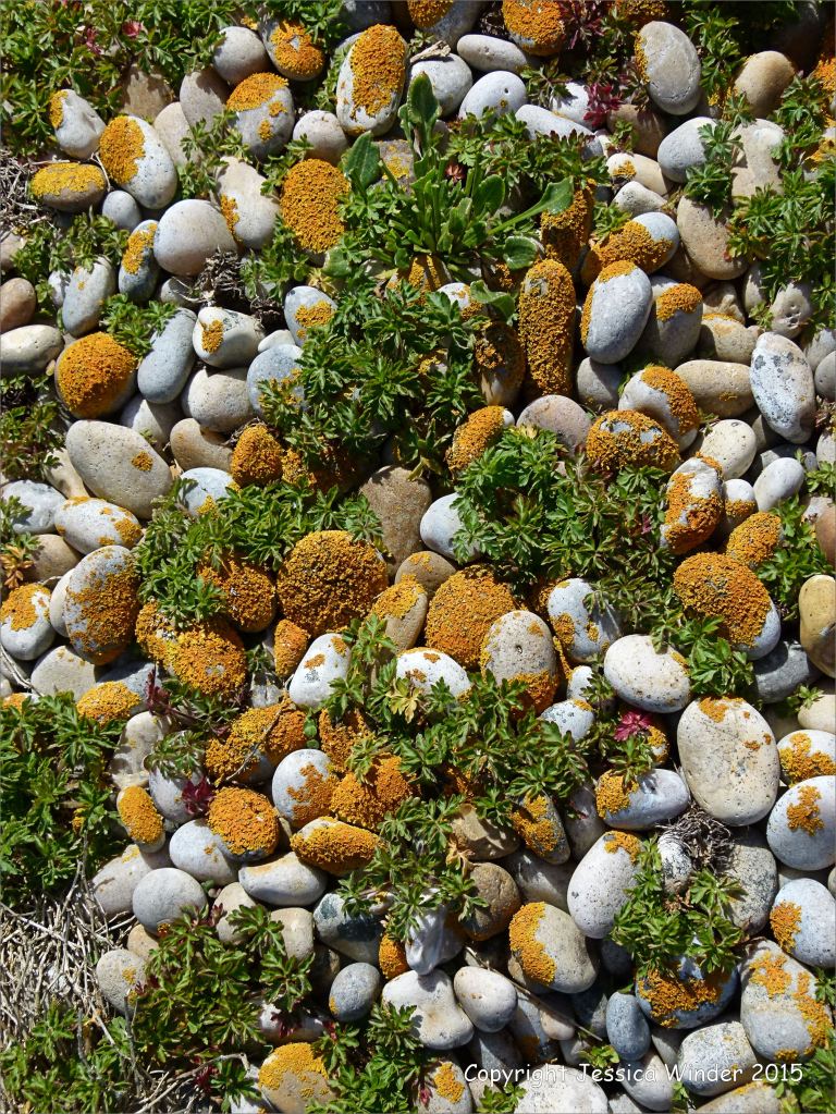 Plants and bright orange lichen growing on beach pebbles
