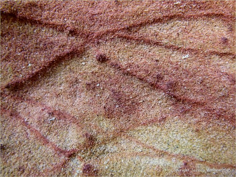 Rock colour, pattern, and texture in Creekmoor Sand (Redend Sandstone) at Studland Bay