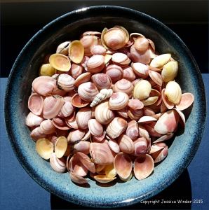 Colourful seashells in a blue bowl
