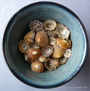 Colourful seashells in a blue bowl