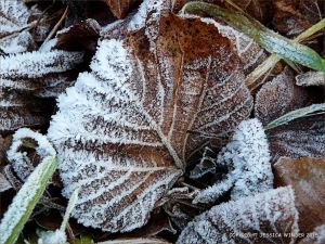 Ice crystals on frosty leaves on a winter's morning