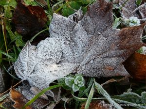 Ice crystals on frosty leaves on a winter's morning