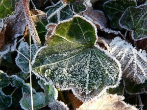Ice crystals on frosty leaves on a winter's morning