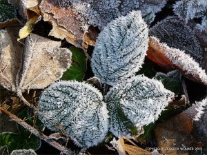 Ice crystals on frosty leaves on a winter's morning