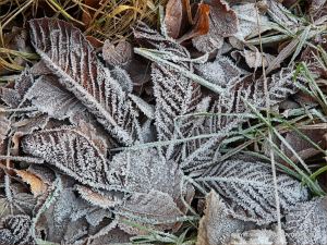 Ice crystals on frosty leaves on a winter's morning