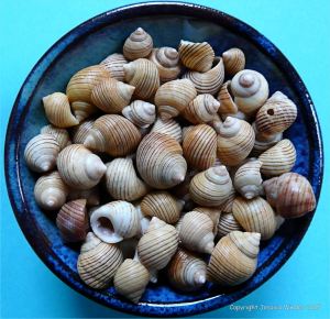 Colourful seashells in a blue bowl