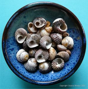 Colourful seashells in a blue bowl