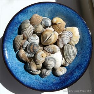 Colourful seashells in a blue bowl