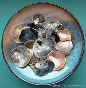 Colourful seashells in a blue bowl