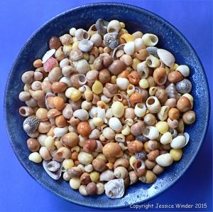 Colourful seashells in a blue bowl