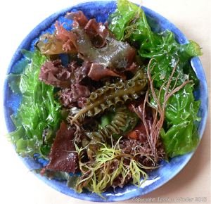 Colourful common British seaweeds in a blue bowl