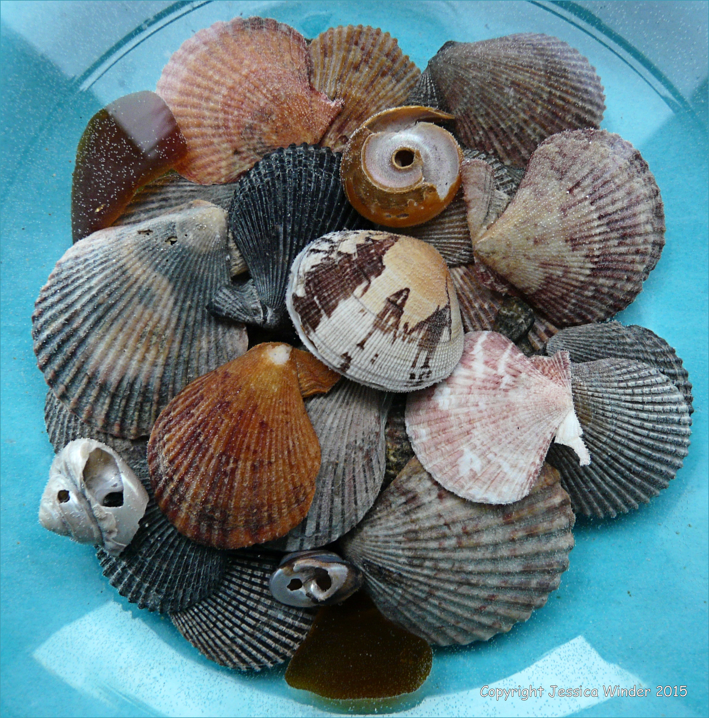Seashore Goodies – Jessica's Nature Blog