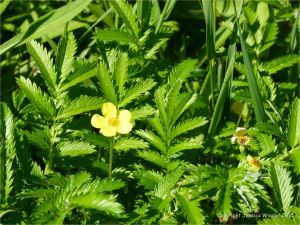 Luxurant early summer growth at Lord Selkirk Provincial Park in Prince Edward Island.