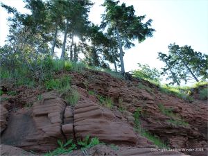 Pine tree-topped low red cliffs at Lord Selkirk Provincial Park, PEI