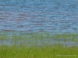 Red Permian coastal muds showing through shallow water along the shore at Lord Selkirk Provincial Park, PEI