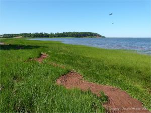 Red tide-line along the grassy shore at Lord Selkirk Provincicial Park on Prince Edward Island in Atlantic Canada.