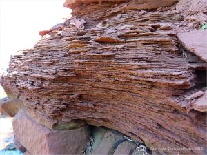 Red bed Permian strata in low cliffs at Lord Selkirk Provincial Park on Prince Edward Island