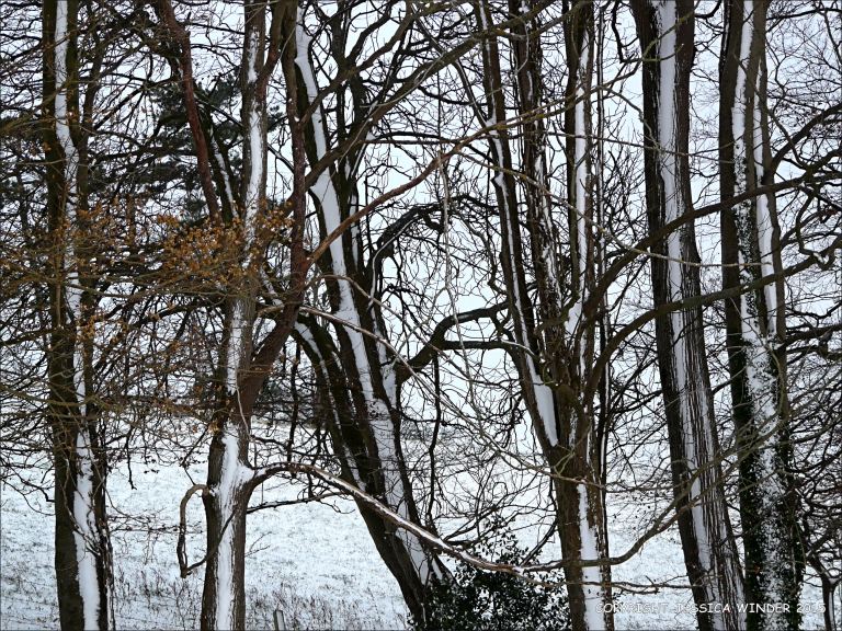 Trees with snow in the Dorset countryside