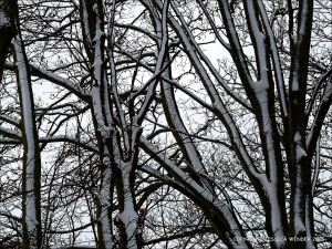 Winter landscape with trees and snow in the Dorset countryside
