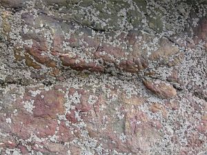 Rock colour and texture in Caswell Bay Mudstone strata