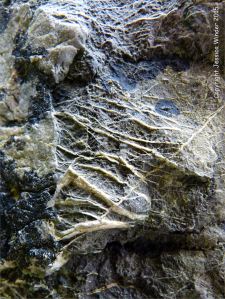 Rock colour and texture in Caswell Bay Mudstone Formation strata