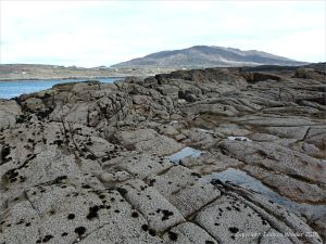Lichens growing on granite at the coast
