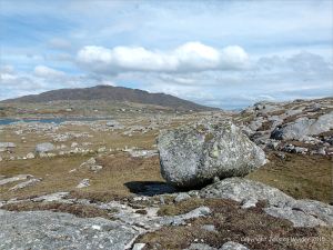 Lichens growing on granite at the coast