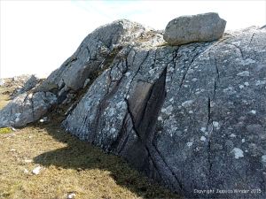 Lichens growing on granite at the coast