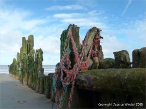 Worn wooden posts of a beach groyne with trapped fishing ropes