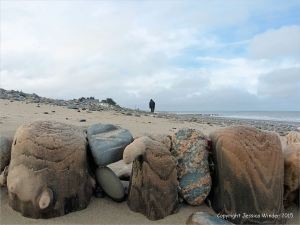 Wooden posts of a beach groyne, worn down to stumps, with trapped pebbles.