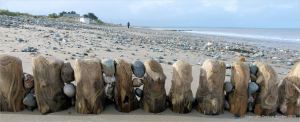 Wooden posts of a beach groyne, worn down to stumps, with trapped pebbles.