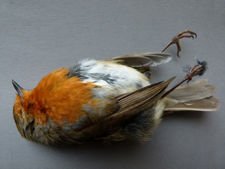 Dead Robin