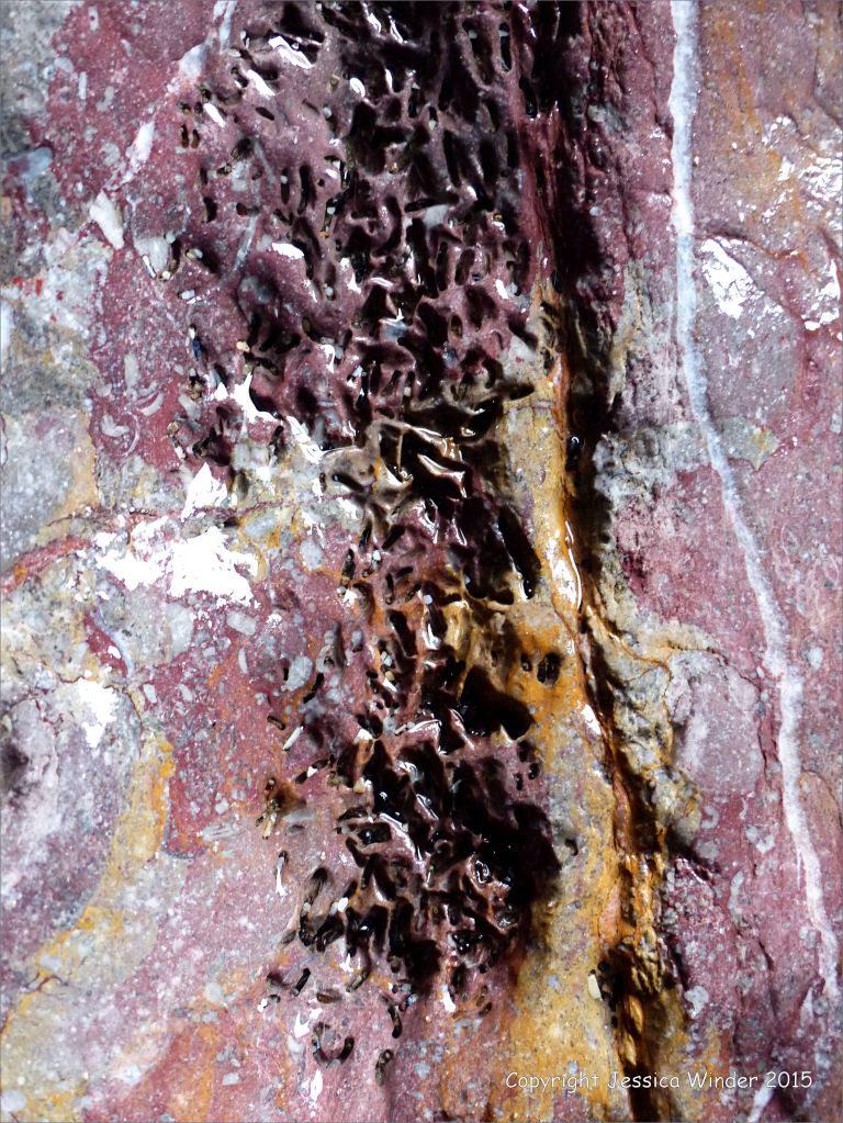 Natural abstract image of a crack in the rock of a cliff face with surface texture showing worm burrows