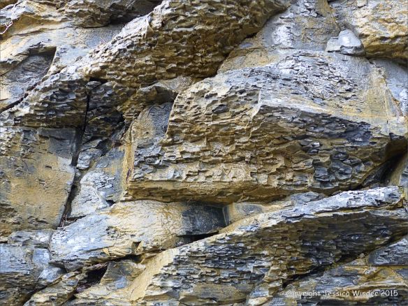 Detail of cliff strata from Kimmeridge Bay