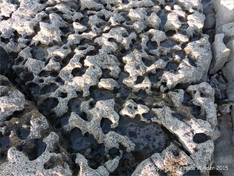 Limestone rock texture on the coast